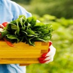 Sfaturi pentru a avea o gradina de invidiat