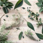 Plantele aromatice in bucataria romaneasca